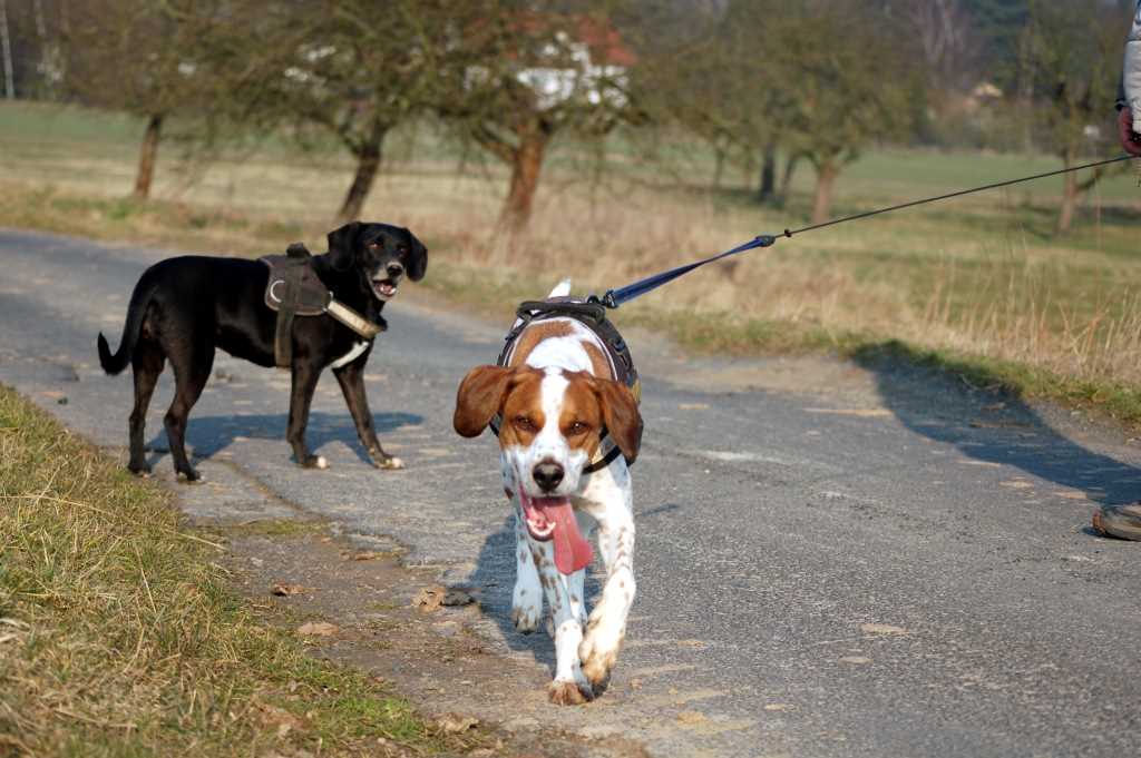 So gehen Sie mit Ihrem Hund an anderen Hunden vorbei – Tipps und Tricks