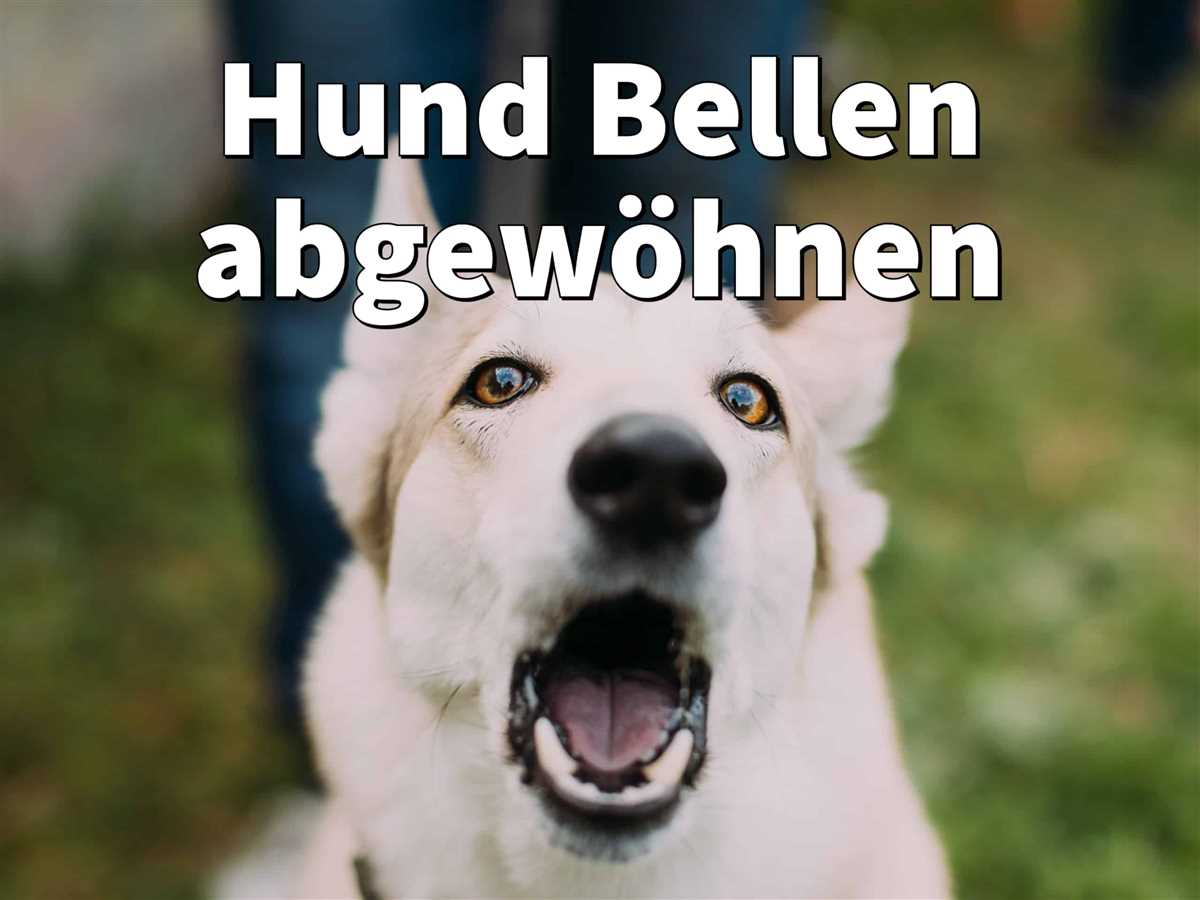 Wie gewöhne ich meinem Hund das Bellen ab – Effektive Tipps und Tricks