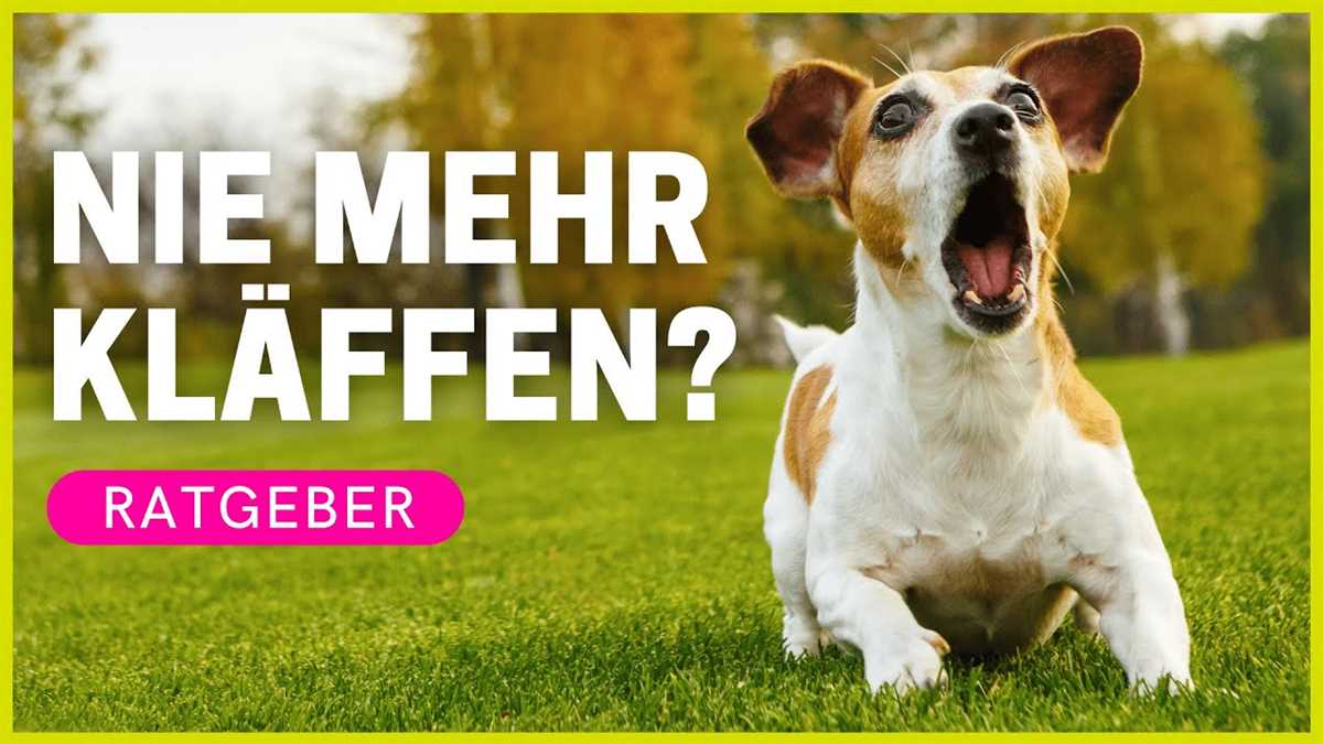 Beschäftigung und Auslastung des Hundes