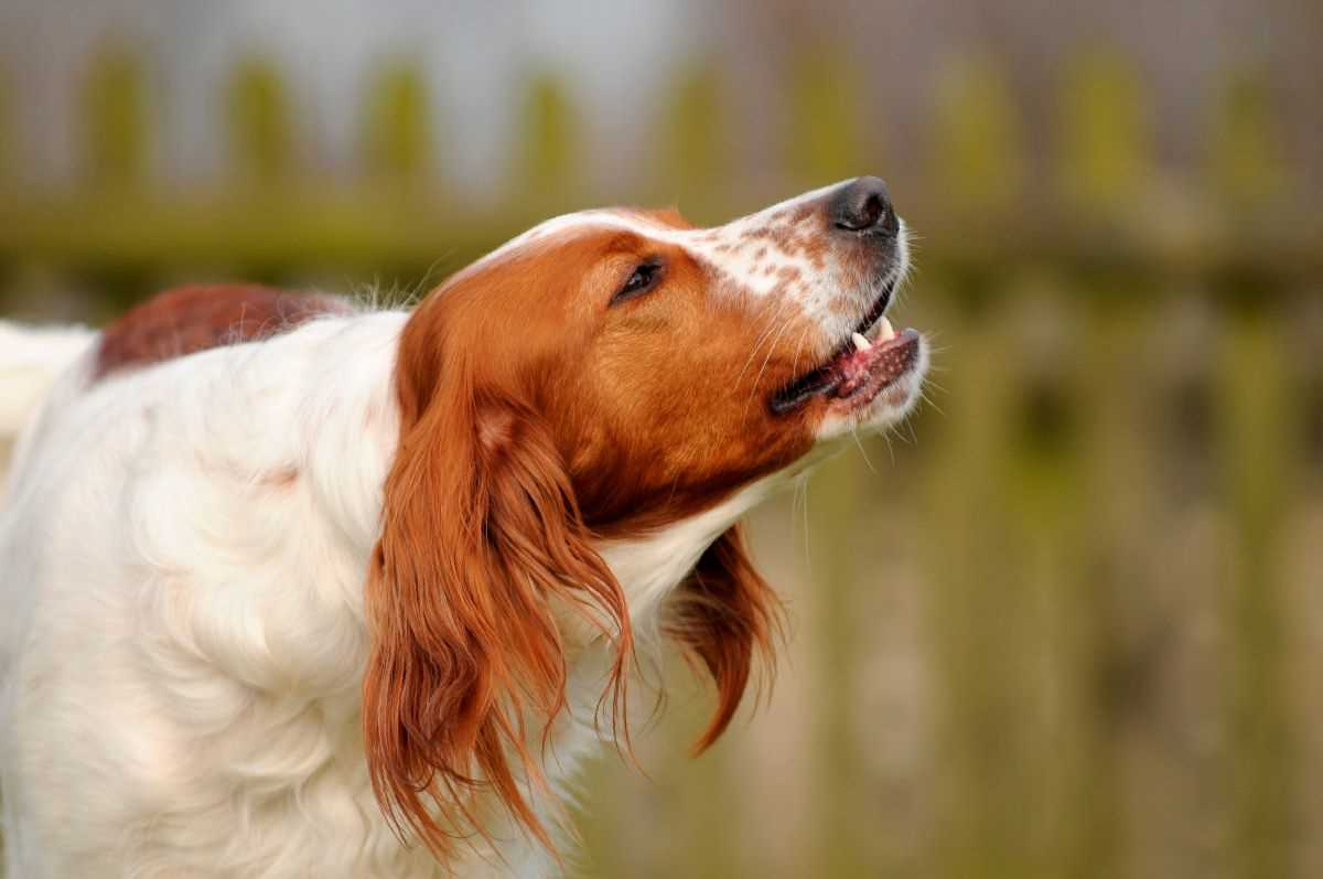 1. Stelle sicher, dass dein Hund genügend Ruhe- und Schlafzeiten hat