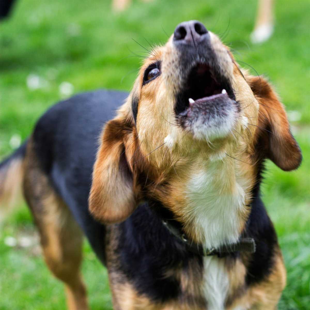 Lerne das richtige Verhalten deines Hundes zu verstehen