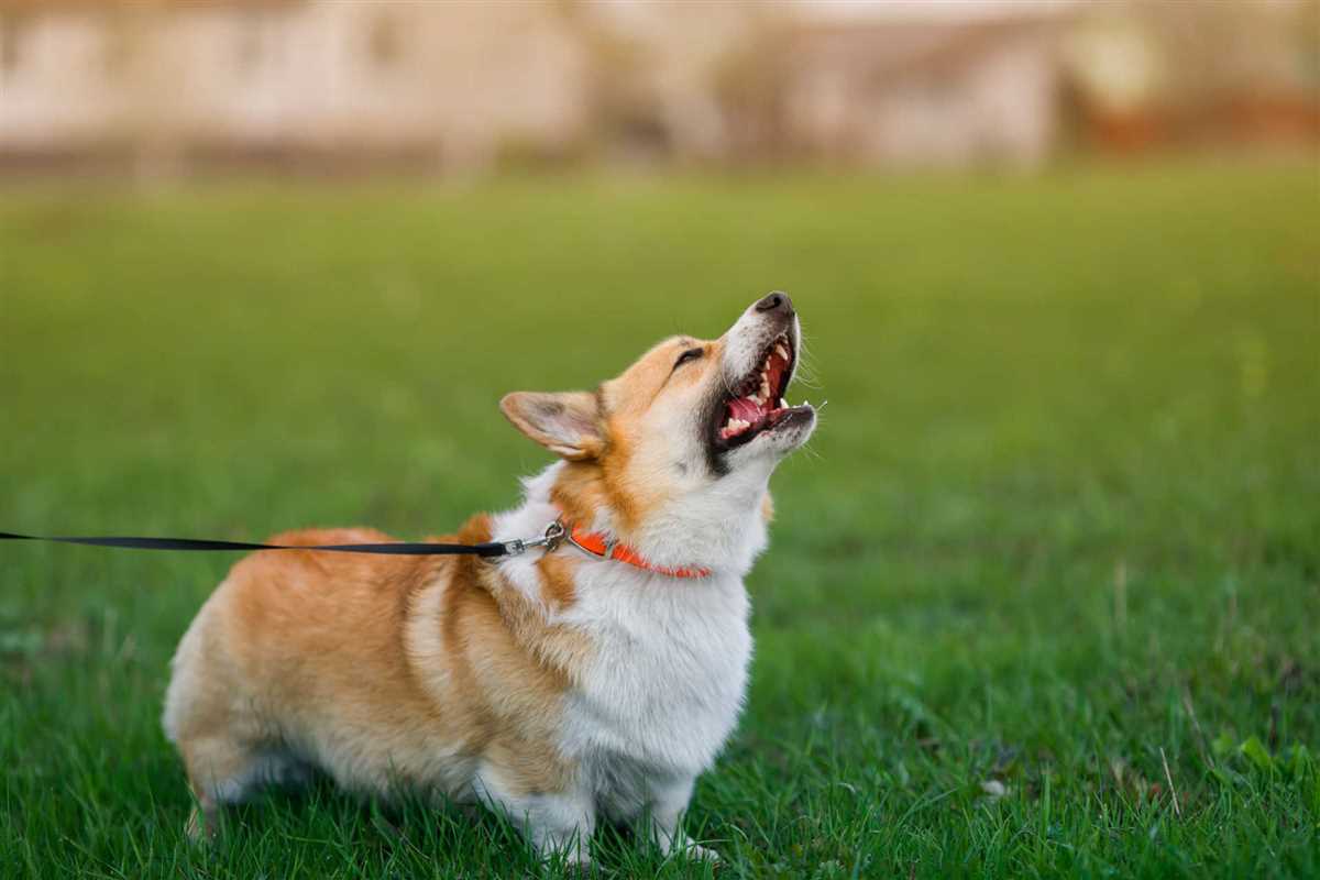 Gründe für das Bellen von Hunden