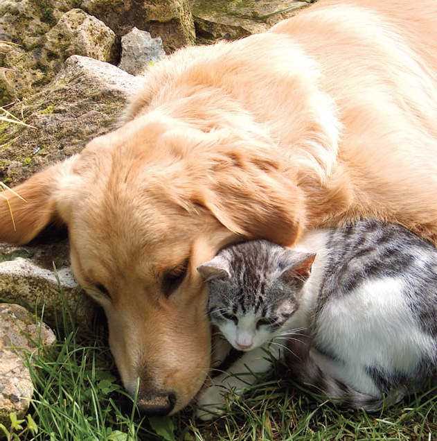 Wie gewöhnt man Katzen an Hunde: Tipps und Tricks