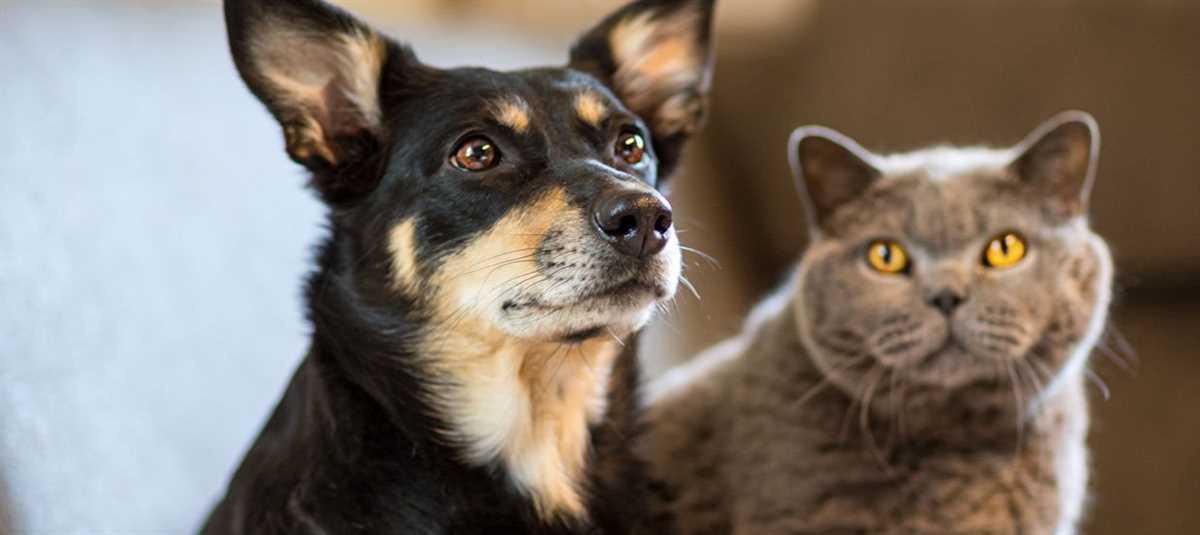 Wie man Katzen an Hunde gewöhnt – Tipps und Tricks