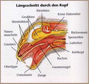 Nagetiere