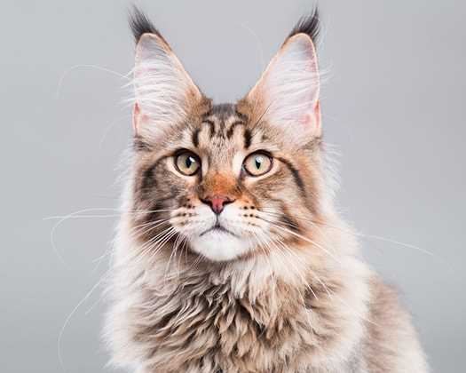 Wie groß wird eine Maine Coon Katze? Alles, was man über das Wachstum wissen muss