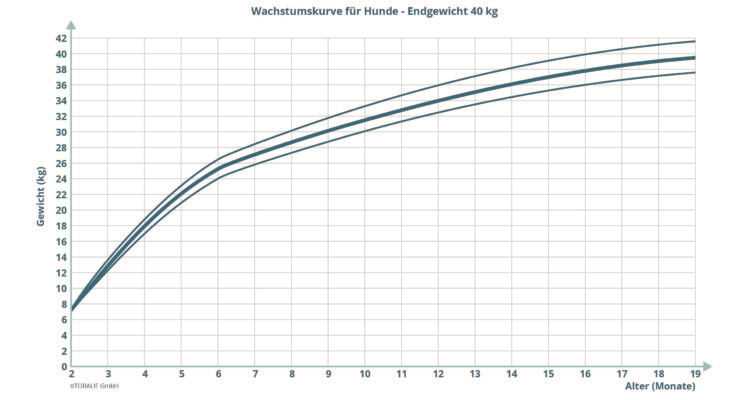 Wie groß wird mein Hund? Mischlingsrechner für die Schätzung der Größe