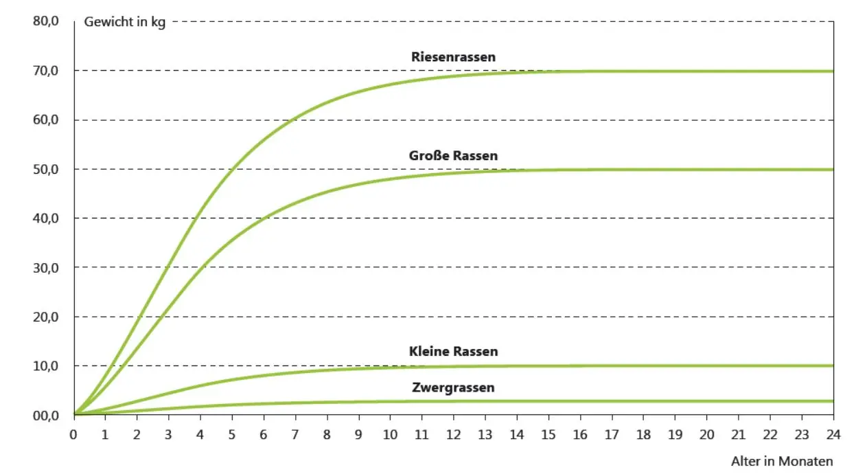 Welche Hunderassen sind besonders groß und klein?