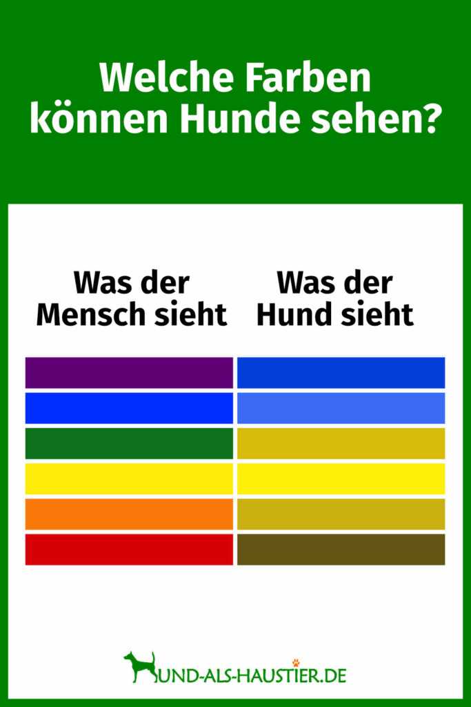 Wie gut können Hunde sehen? Alles über das Sehvermögen von Hunden