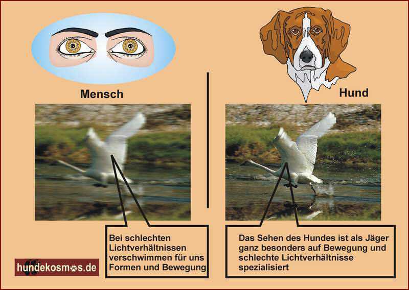 5. Blendungsempfindlichkeit