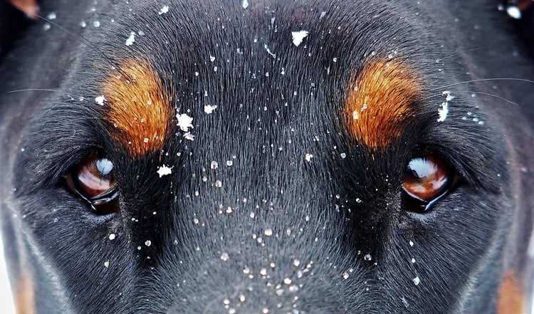 Möglichkeiten, die Sehfähigkeit von Hunden im Dunkeln zu verbessern