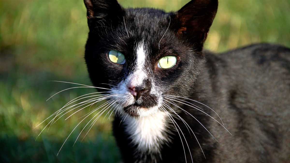 Die Besonderheiten der Katzenaugen im Vergleich zum Menschen