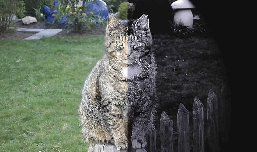 Wie gut sehen Katzen im Dunkeln? – Die erstaunliche Sehkraft der Katzen