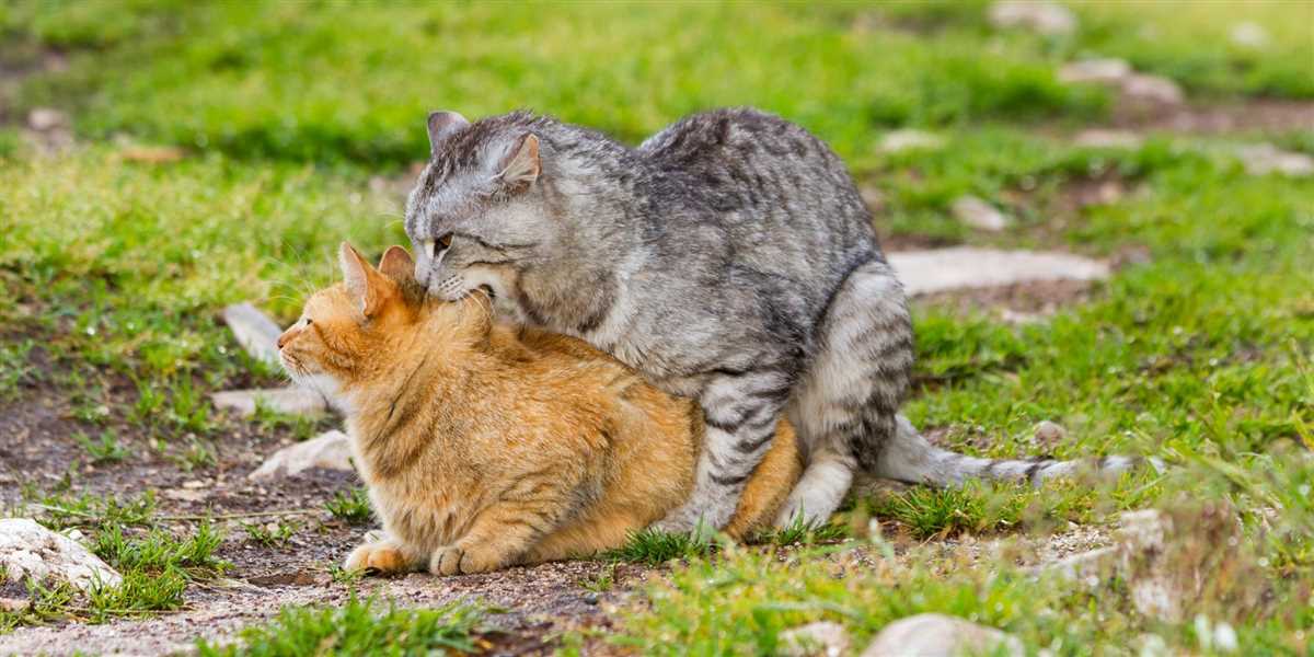 Das Paarungsverhalten männlicher Katzen