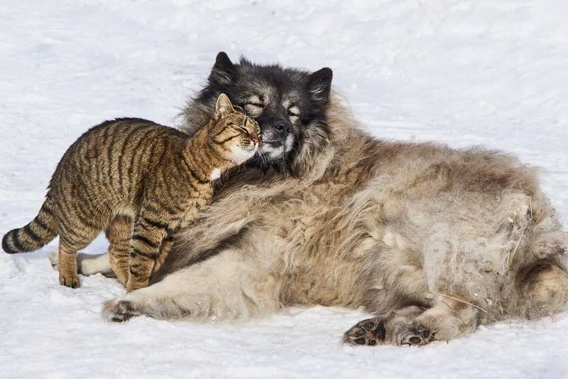 Das Paarungsverhalten weiblicher Katzen