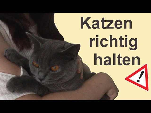 Sicherheitshinweise beim Hochheben einer Katze