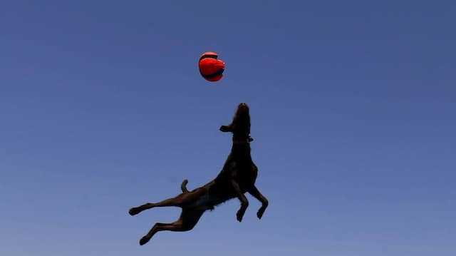 wie hoch kann ein hund springen