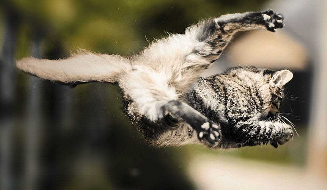 Rekorde der sprunghöchsten Katzen