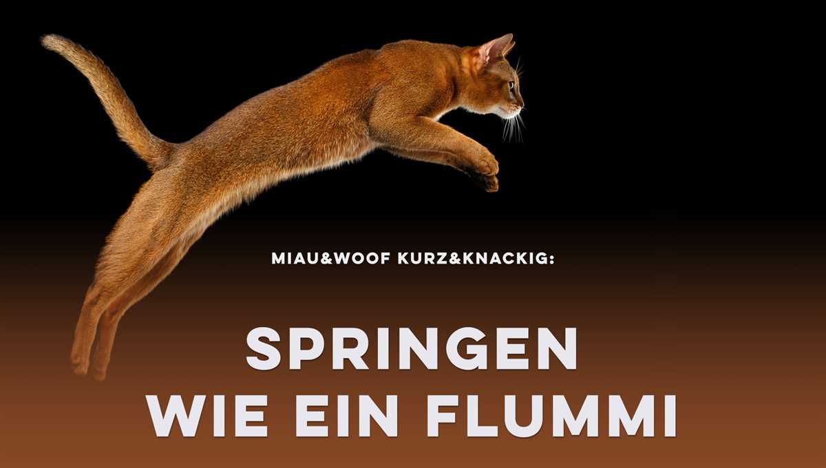 Wie hoch können Katzen springen? Erfahren Sie mehr über die Sprungkraft von Katzen