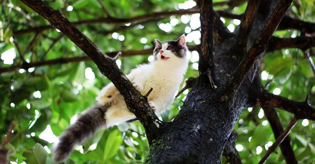 Trainieren Sie die Muskeln Ihrer Katze