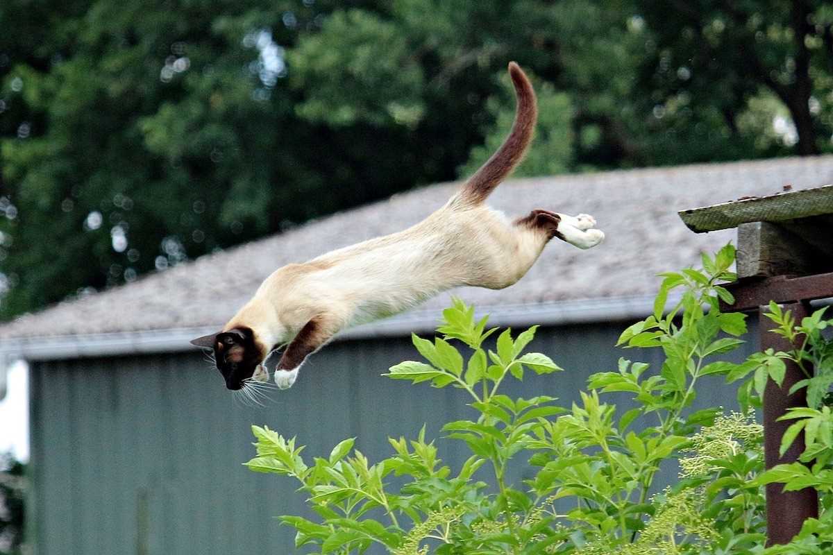 Geben Sie Ihrer Katze ausreichend Bewegungsmöglichkeiten