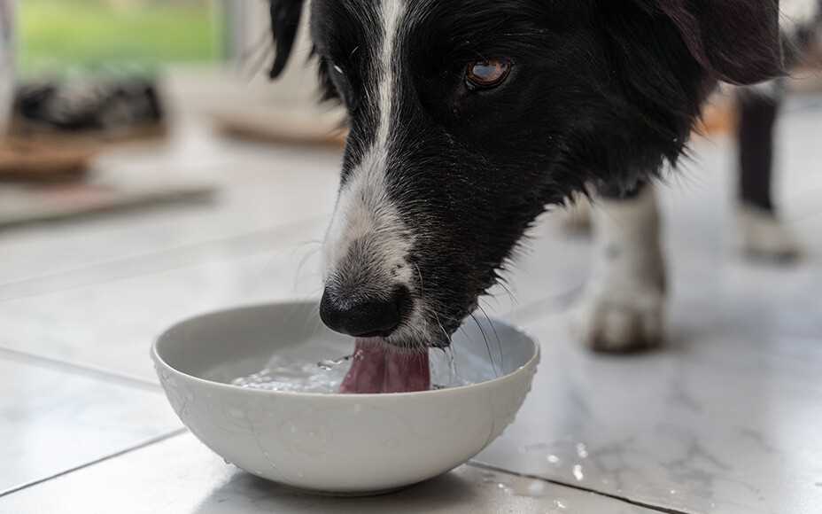 Wie hört sich Schluckauf beim Hund an: Ursachen und Tipps