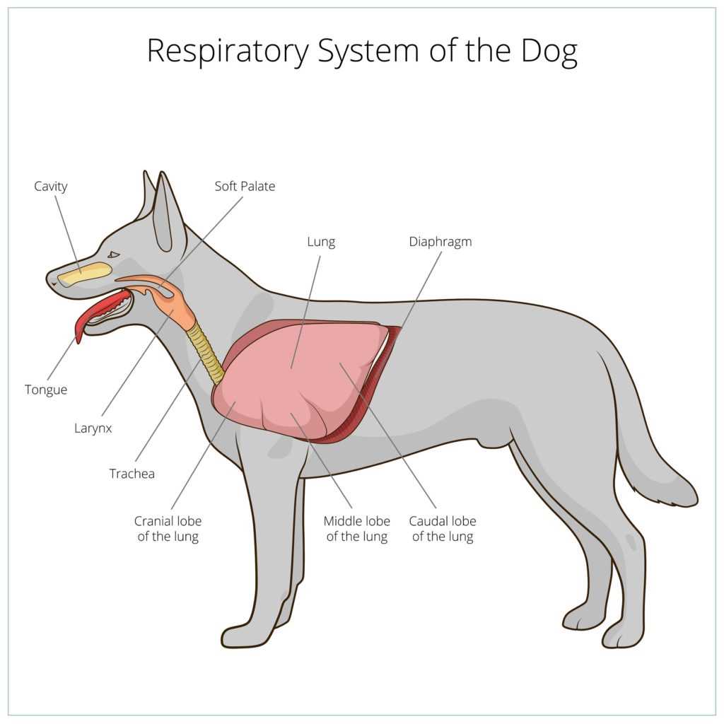 Symptome von Verdauungsproblemen bei Hunden