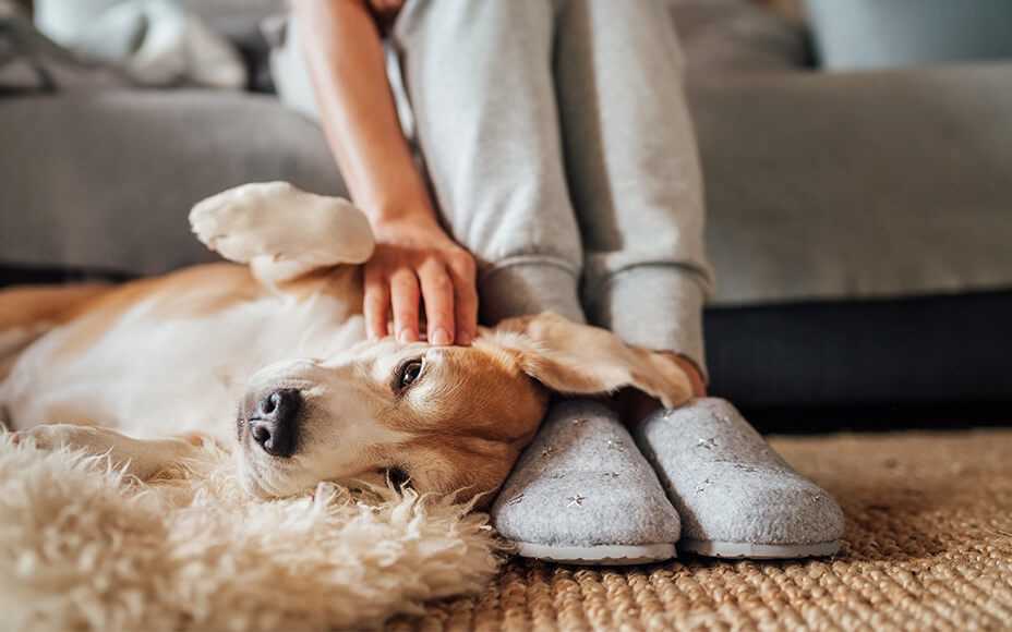 Ursachen von Verdauungsproblemen bei Hunden