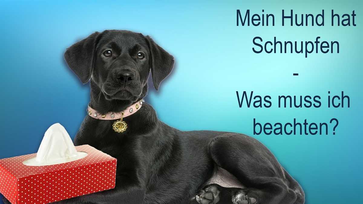 Behandlungsmöglichkeiten für Schnupfen beim Hund