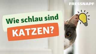 Katzen und das Lösen von Problemen: Ihre erstaunliche Fähigkeit zur Lösungsfindung