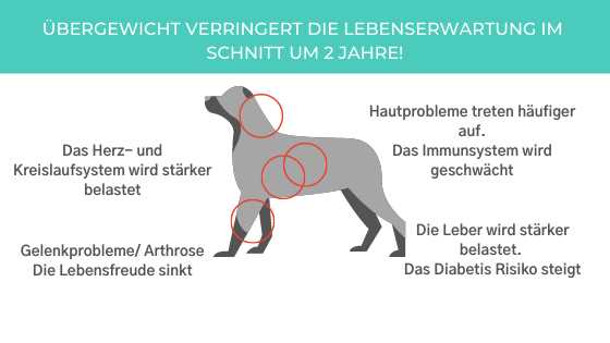 Wie kann ein Hund abnehmen? Tipps und Tricks für eine gesunde Gewichtsabnahme