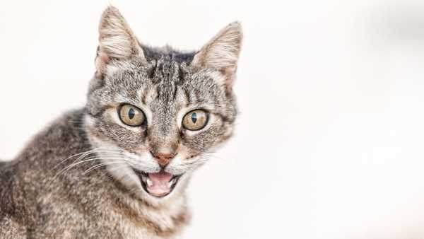 Verhaltensanzeichen von Stress bei Katzen: