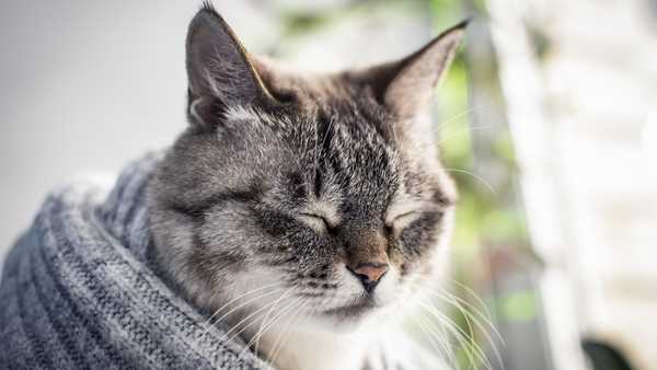 Körperliche Anzeichen von Stress bei Katzen