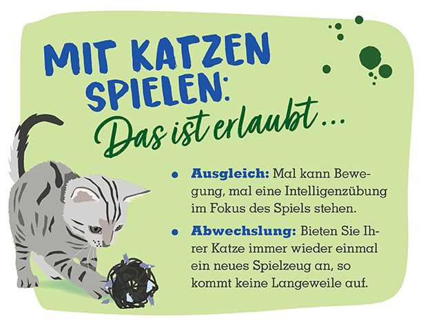 So beschäftigen Sie Ihre Katze richtig: Tipps und Tricks