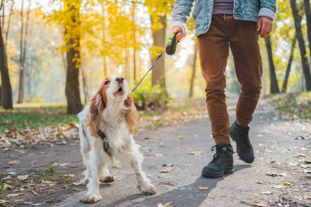 Lokale Hundeschulen