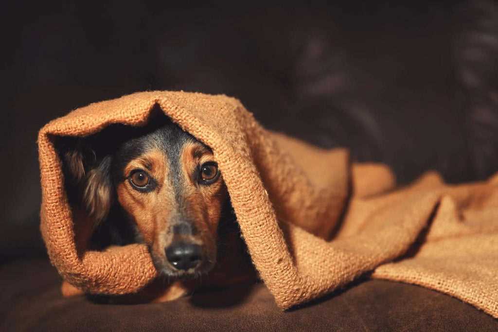 wie kann man hunde an silvester beruhigen