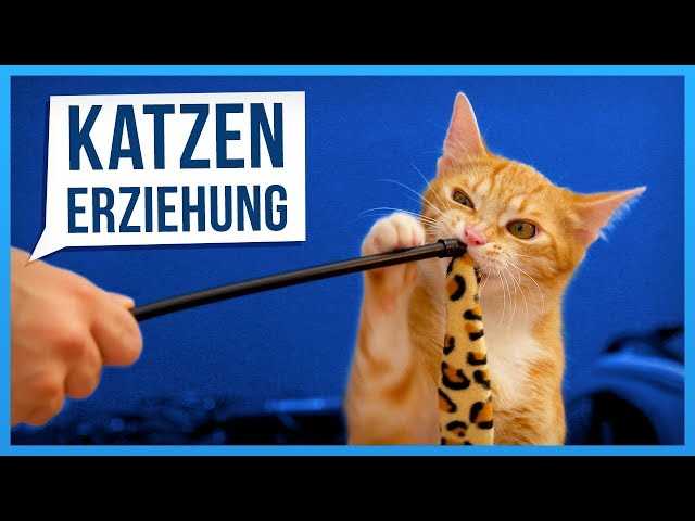 6. Geben Sie Ihrer Katze genügend Aufmerksamkeit und Zuneigung