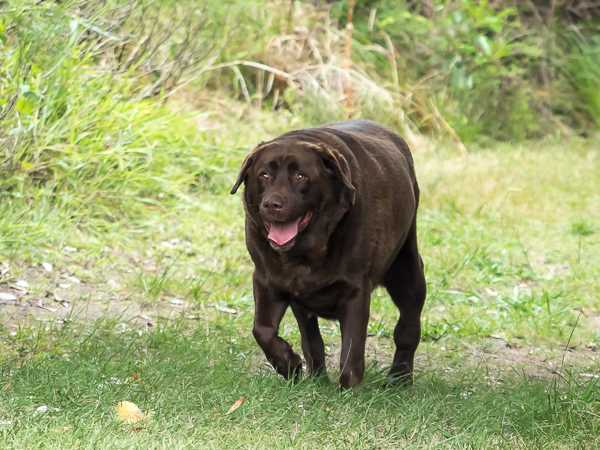 Wie kann ich die Gewichtsabnahme meines Hundes verfolgen?