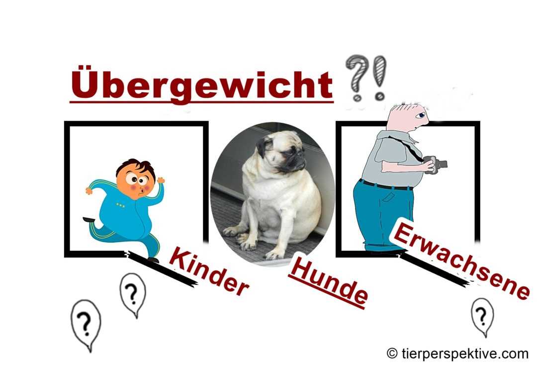 Welche Lebensmittel sollte ich meinem übergewichtigen Hund geben?