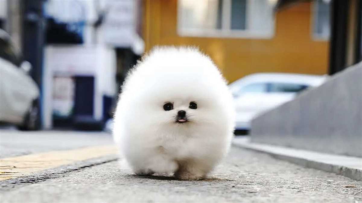 Miniaturhunde: Pomeranian