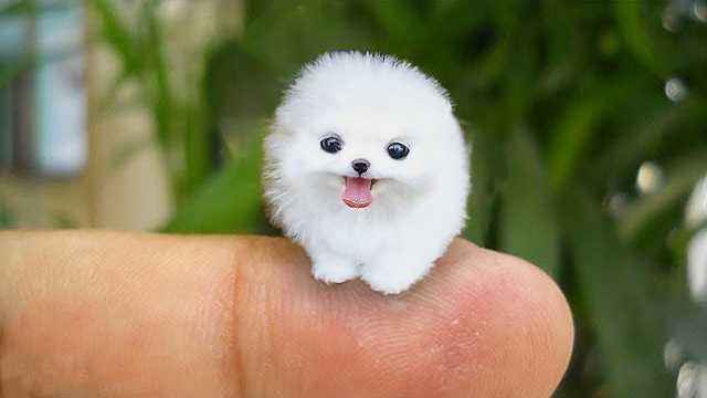 Wie klein ist der kleinste Hund der Welt?