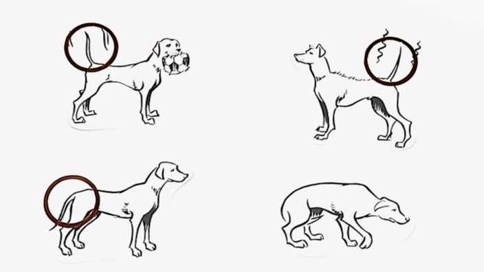 Kommunikation zwischen Hunden und Menschen