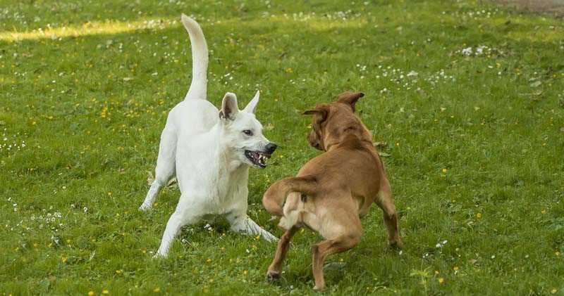 Lautäußerungen der Hunde