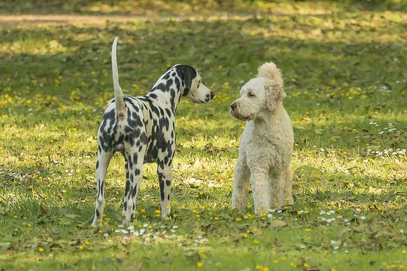 Duftkommunikation bei Hunden