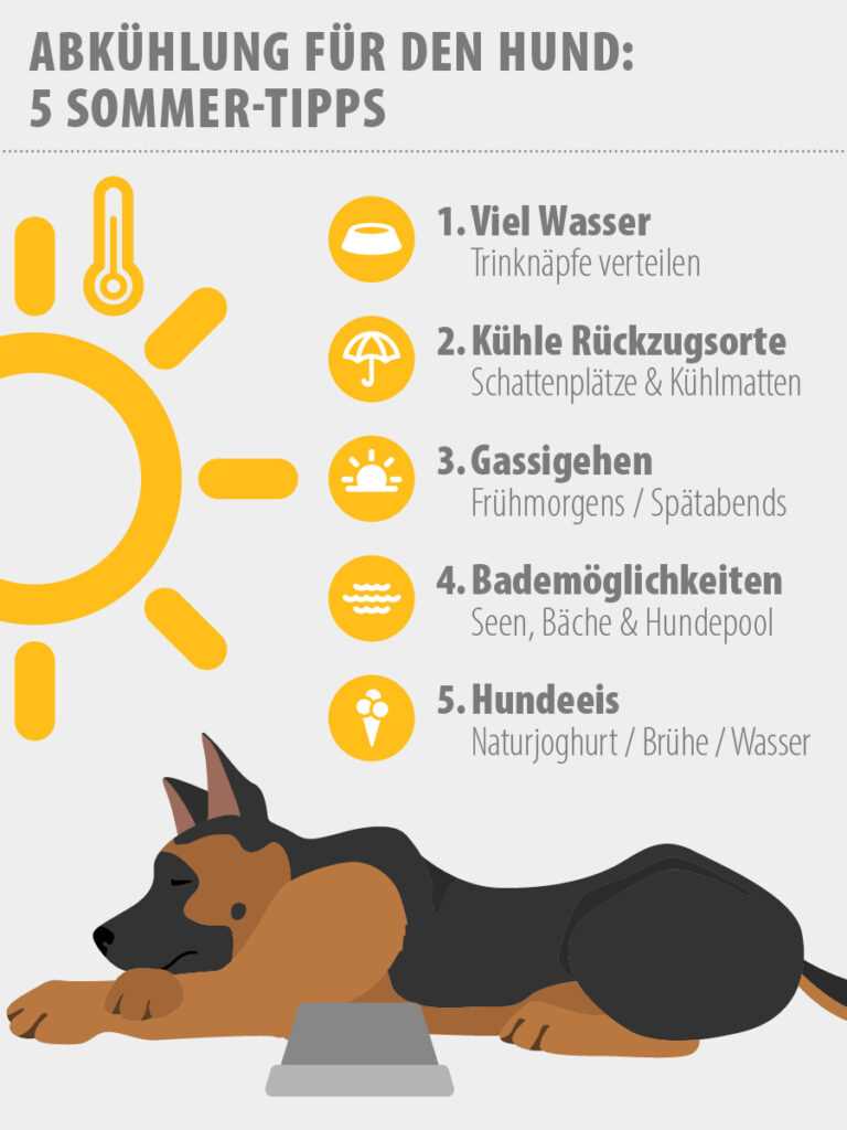 Wie kühlen sich Hunde ab? Tipps zur Hundecooling im Sommer