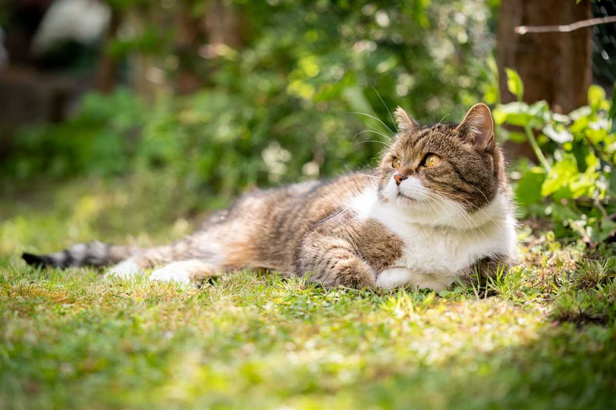 5. Bürsten Sie Ihre Katze regelmäßig