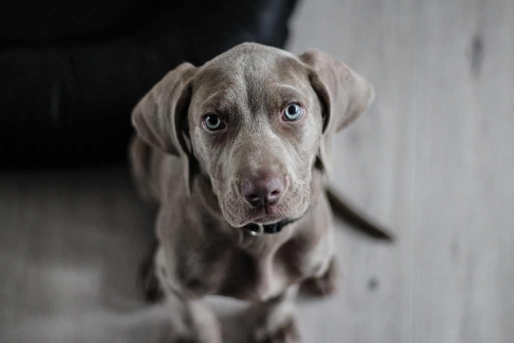 Wie lange trägt ein Hund?