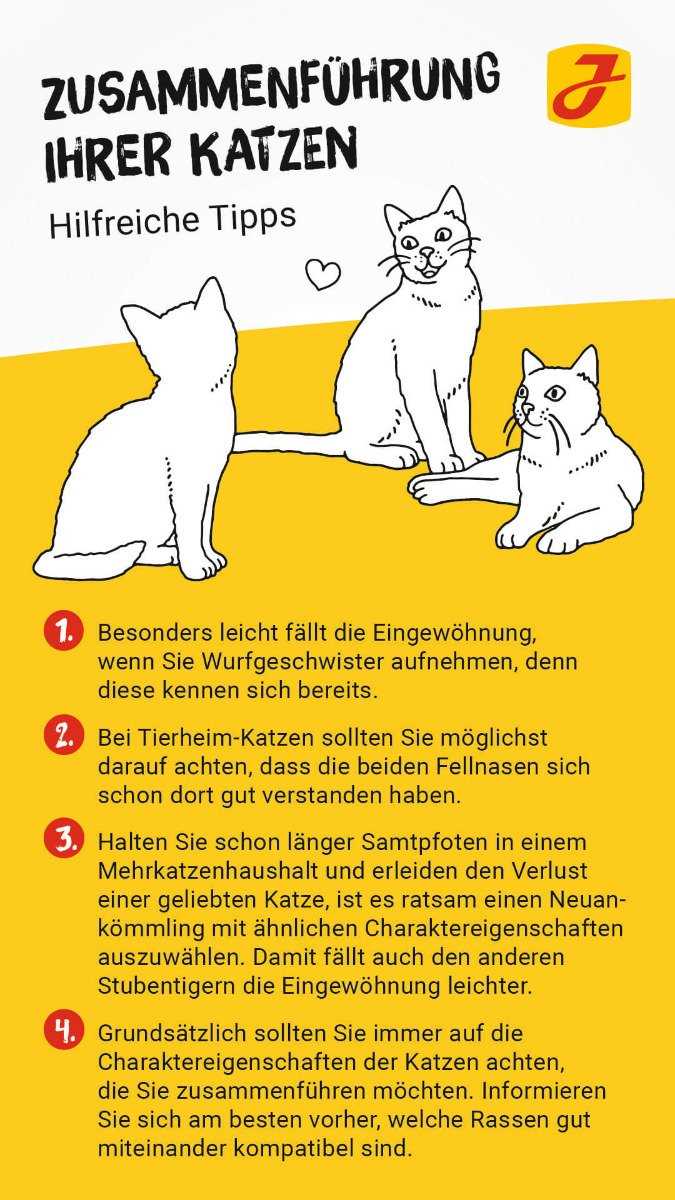 Wie lange dauert es, bis sich Katzen aneinander gewöhnen?