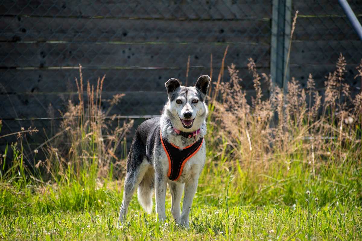 Tipps für die Eingewöhnungsphase: Den Hund langsam an neue Umgebungen gewöhnen