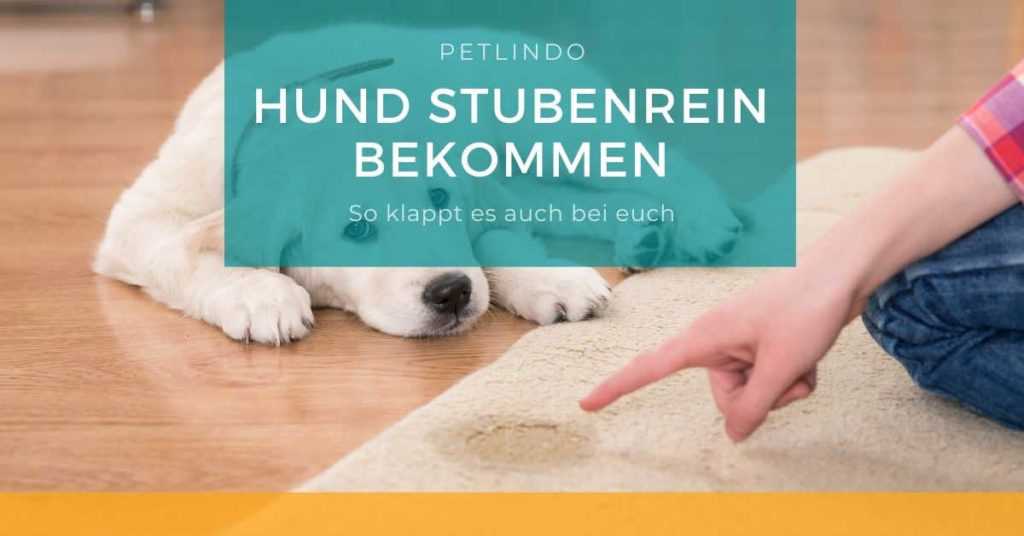 1. Verstehen der Bedürfnisse des Hundes